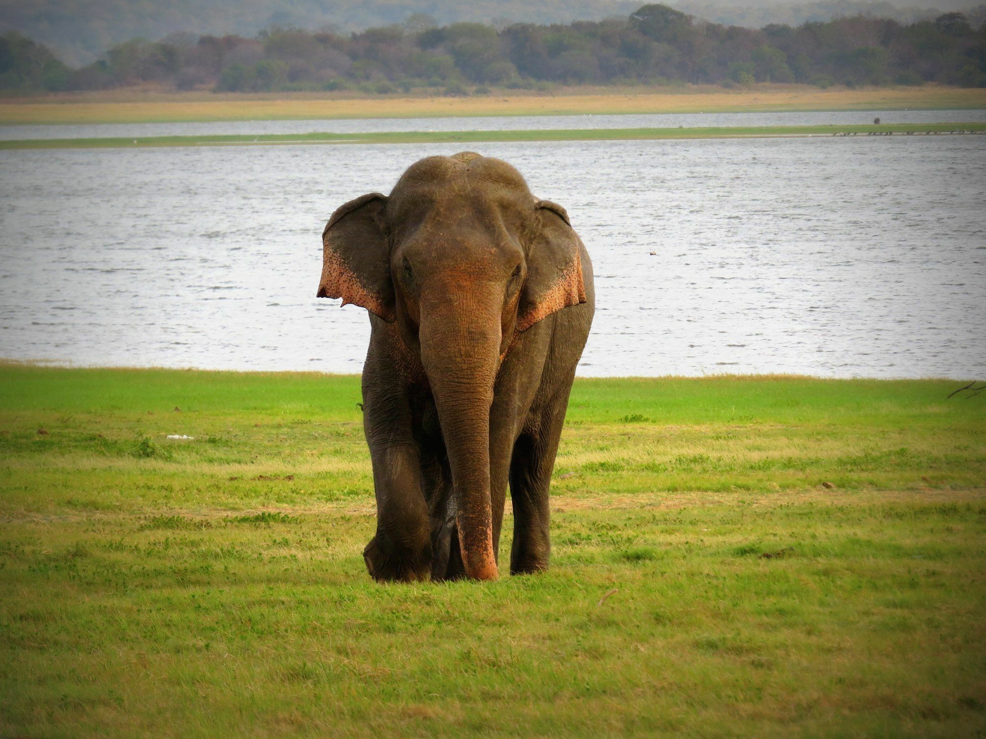 Mahoora Tented Safari Camp Udawalawe Eksteriør billede